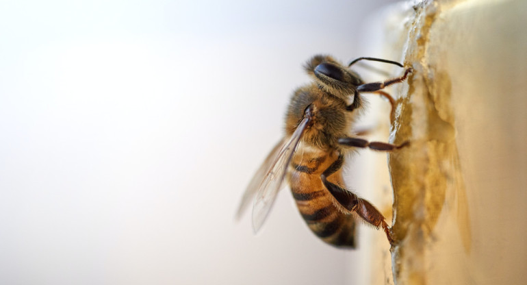 Dentro de un panal abundan tres tipos de abejas. Foto: Unsplash.