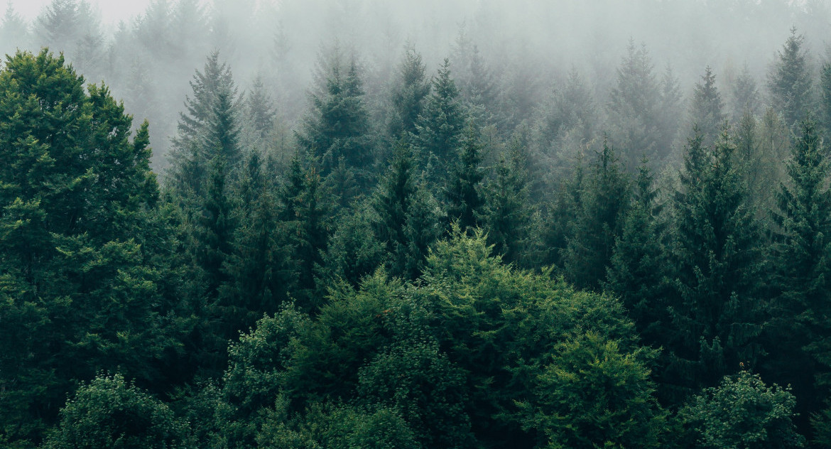 Bosques. Foto: Unsplash.