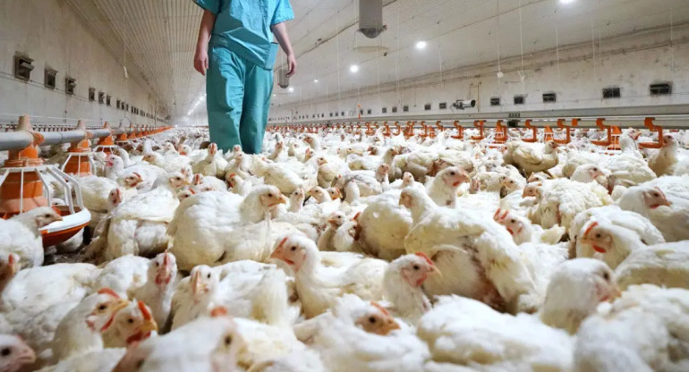 Gripe aviar, salud. Foto: EFE
