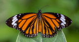 Imagen de mariposa polinizadora. Foto: Unsplash