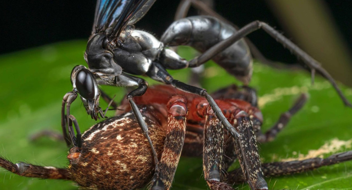 Avispa caza araña. Foto: National Geographic.