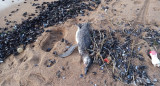 Encontraron mas de 300 pingüinos muertos en las costas de Uruguay. Foto: Facebook/RINCONES DEL URUGUAY