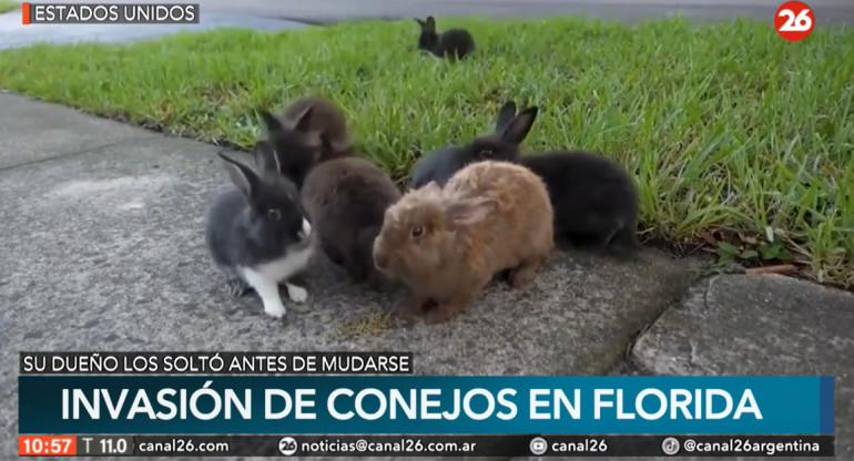 Invasión de conejos. Foto: Canal 26.