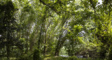 Parque de Manglares de República Dominicana. Foto: EFE