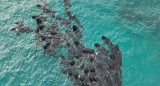 Murieron ballenas en Australia. Foto: EFE.