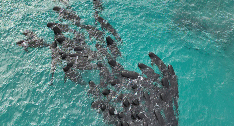 Murieron ballenas en Australia. Foto: EFE.