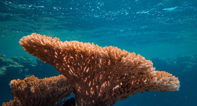 Corales. Foto: Unsplash.