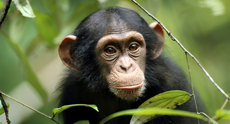 Los chimpancés pueden expresar emociones a través de vocalizaciones y ruidos. Foto: National Geographic.