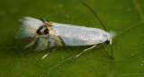 Leucoptera sinuella. Foto: Twitter.