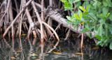 Manglar. Foto: Unsplash