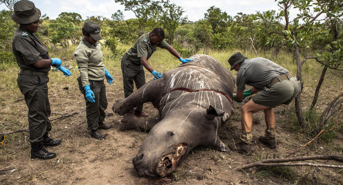 Disminuyó la caza furtiva en Sudáfrica. Foto: EFE
