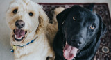 No todos los alimentos que forman parte del menú humano pueden ser ingeridos por los perros.  Foto: Unsplash.