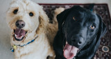 No todos los alimentos que forman parte del menú humano pueden ser ingeridos por los perros.  Foto: Unsplash.