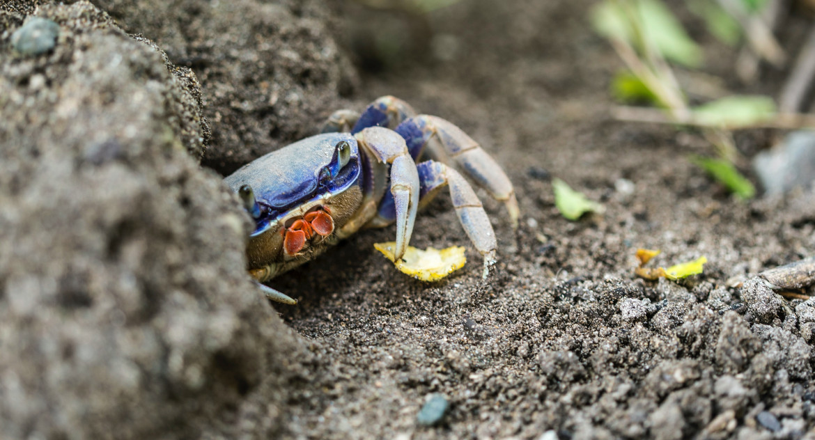 Cangrejo azul. Foto: Unsplash