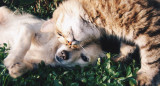 En estas funerarias, la demanda de servicios para mascotas está equiparándose con la de seres humanos. Foto: Unsplash.