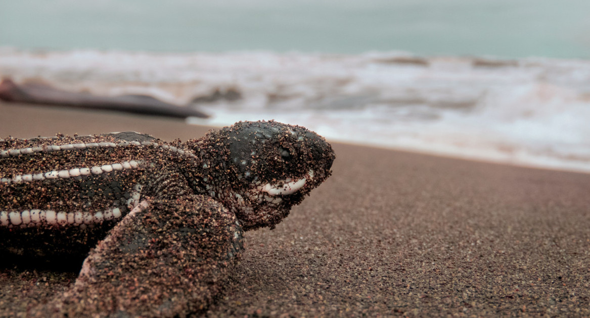 Las tortugas en peligro de extinción invaden las playas del Pacífico de Nicaragua. Foto: Unsplash