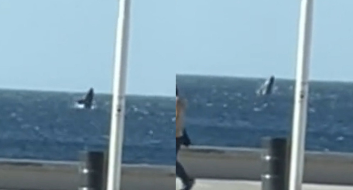 Una joven grabó el momento justo del salto de una ballena. Foto: captura video.