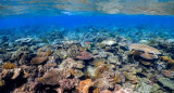 Gran Barrera de Coral. Foto: Unsplash.