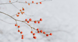 Bayas de goji. Foto: Unsplash