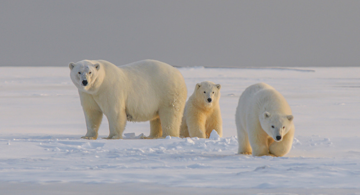 Osos polares. Foto: Unsplash