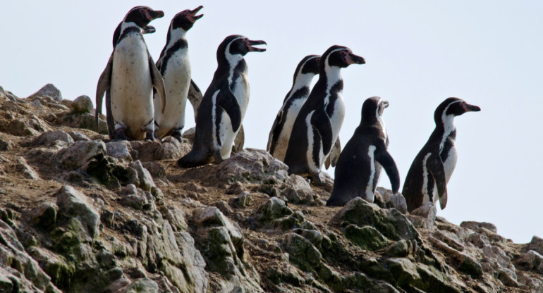 Pingüinos del Archipiélago de Humboldt. Foto: Reuters.