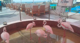 Flamencos rescatados en  Egipto. Foto: Twitter/ @800Noticias_