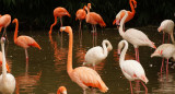 Flamencos. Foto: Unsplash