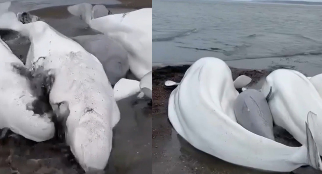 Cinco ballenas beluga. Foto: captura video.