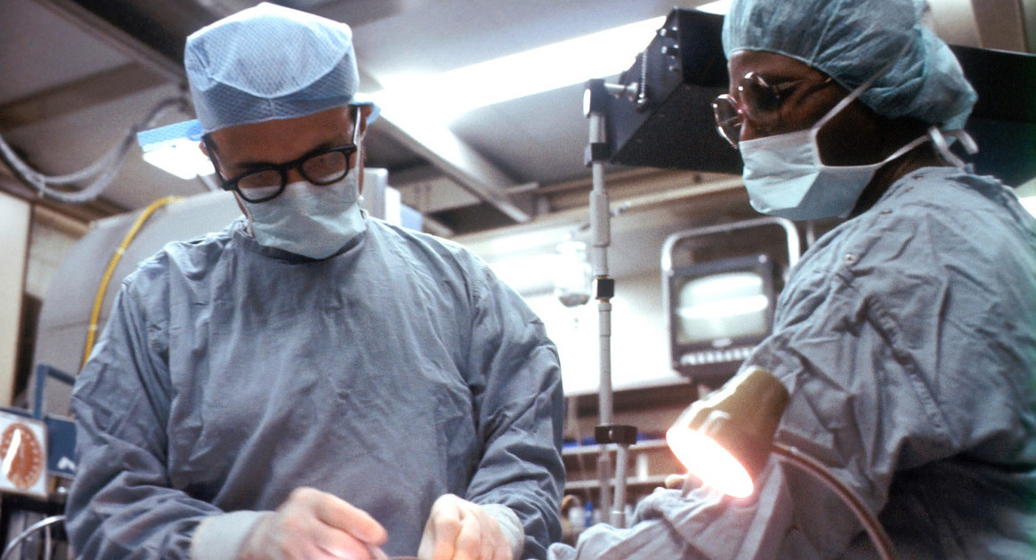 Logran trasplantar riñones de cerdo a un humano con éxito. Foto Unsplash.