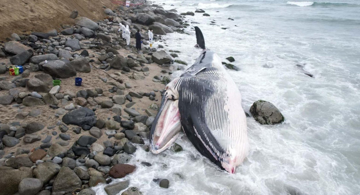 Ballena muerta en Perú. Foto: EFE.