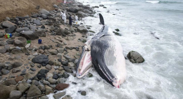 Ballena muerta en Perú. Foto: EFE.
