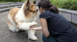 "Toco", el hombre que gastó miles de dólares para "convertirse" en perro. Foto: EFE.