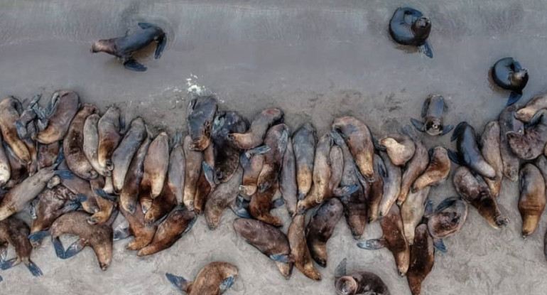 Por la muerte de varios lobos marinos, se investigan posibles casos de gripe aviar.