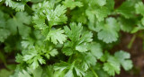 Cilantro. Foto: Unsplash