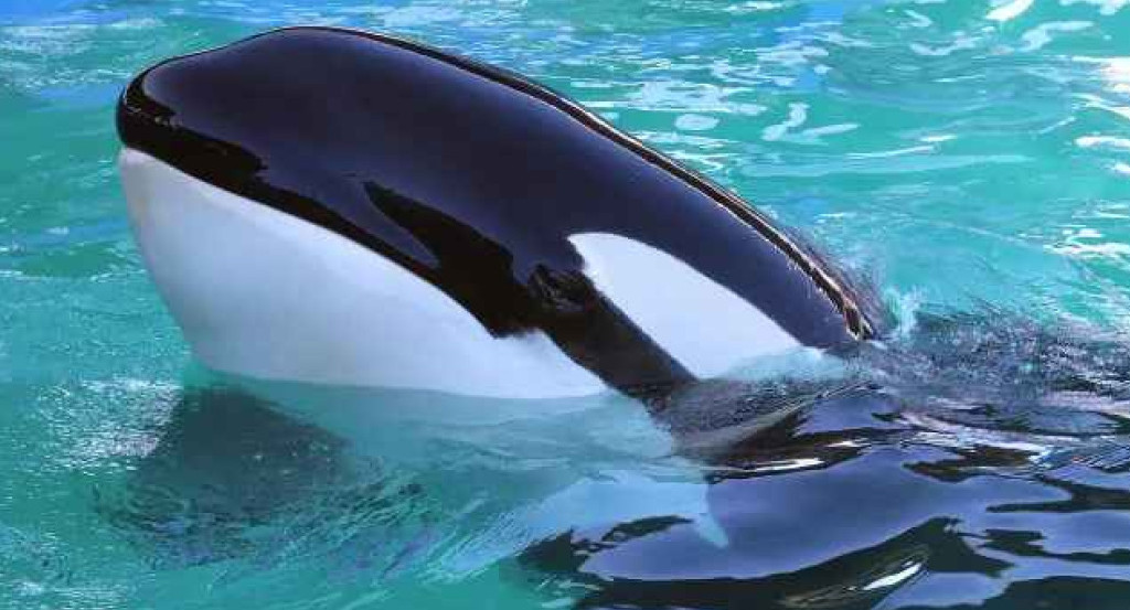 Muere Lolita, la orca cautiva en el Miami Seaquarium. Foto: Twitter