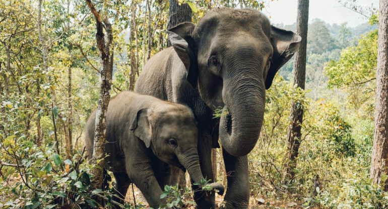 Elefantes asiáticos. Foto Unsplash.