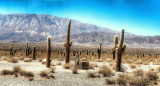 Parque Nacional Los Cardones, Salta. Twitter.