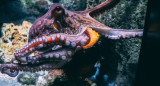 Pulpo. Foto: Unsplash