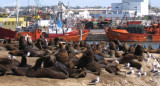 Lobos marinos en Mar del Plata. Foto: NA.