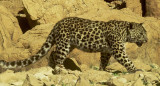 Leopardo de Arabia. Foto: iNaturalist.