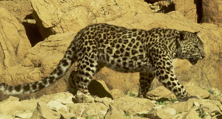 Leopardo de Arabia. Foto: iNaturalist.