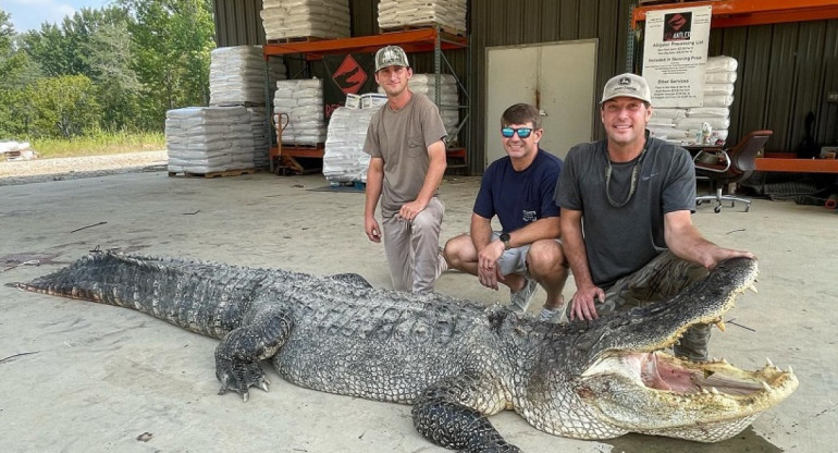 El caimán récord que capturaron en Mississipi. Foto: Gentileza Caraota Digital.