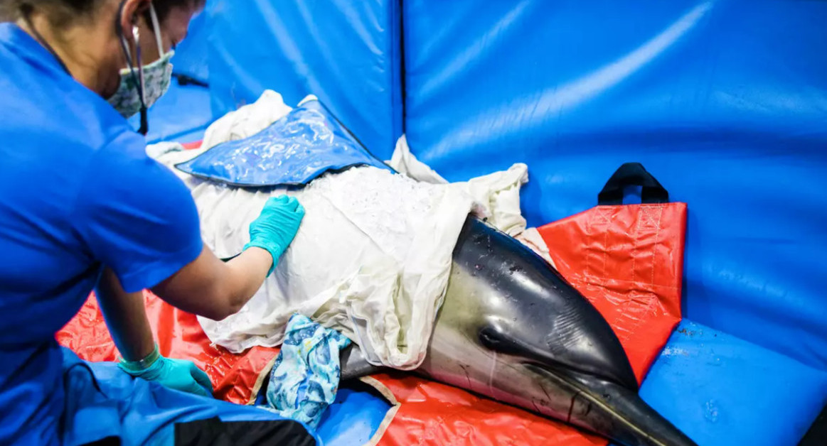 Examen de salud a los delfines. Foto: IFAW/Stacey Hedman