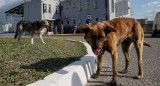 Perros en Chernobyl. Foto: Reuters