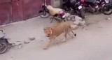 León suelto en Karachi, Pakistán. Foto: Captura de video