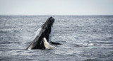 Ballena rorcual común, la segunda más grande detrás de la ballena azul. Foto: Unsplash