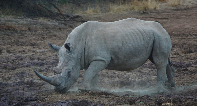 Rinoceronte blanco. Foto: Unsplash.