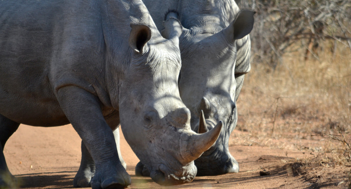 Rinoceronte blanco. Foto: Unsplash.