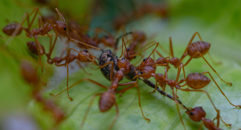 Las hormigas coloradas son una especie invasora que representa peligro para el medio ambiente. Foto: Unsplash