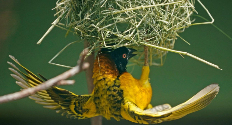 Un ave tejedora prepara un nido. Foto: EFE